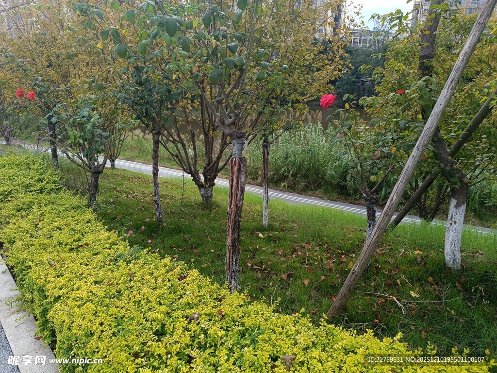 绿意盎然的公园绿化带