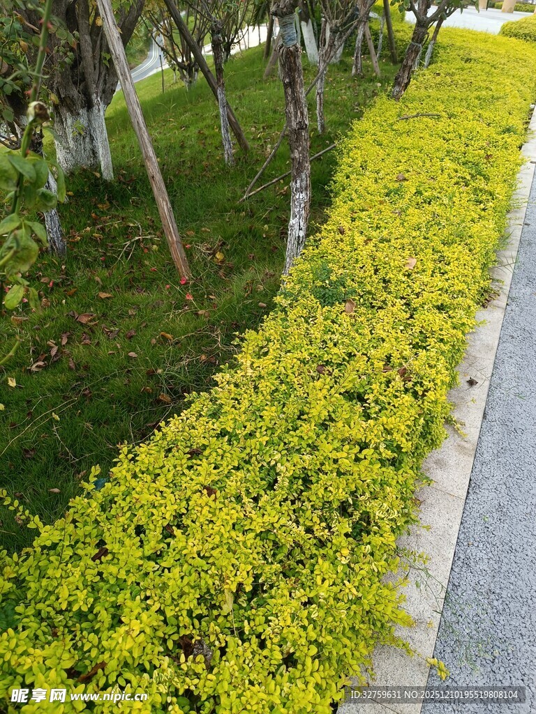 路边翠绿整齐的灌木景观