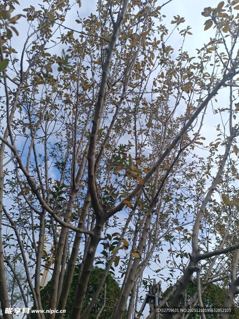 秋日树枝与蓝天景象