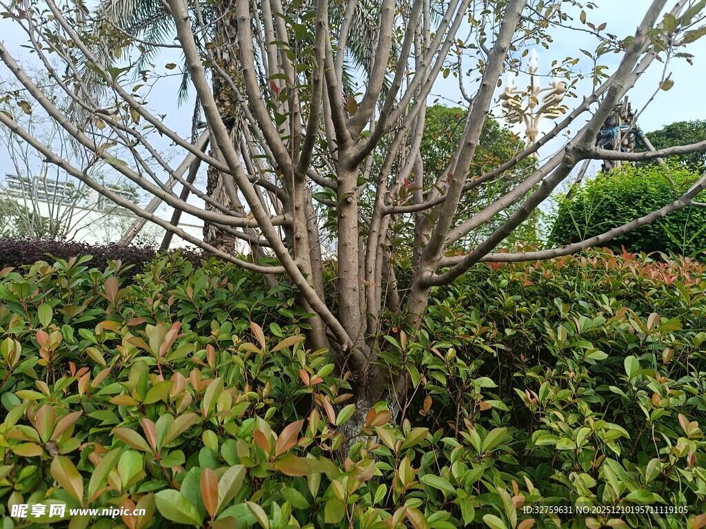 园林绿植中的树木景观