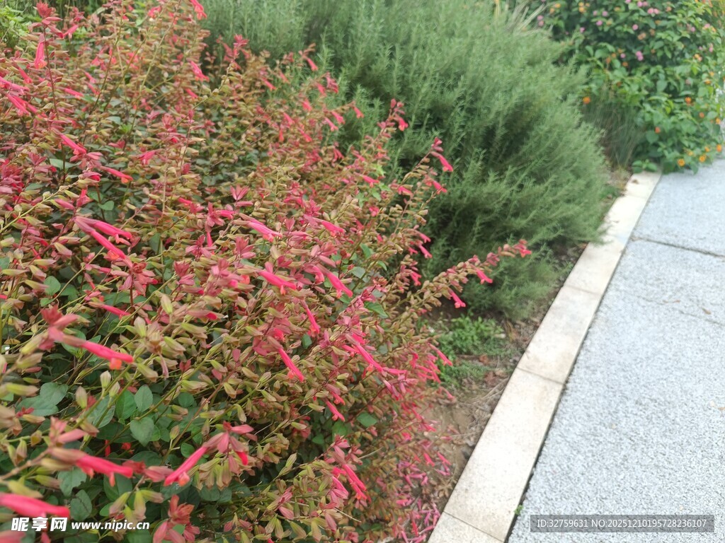 路边多彩灌木景观