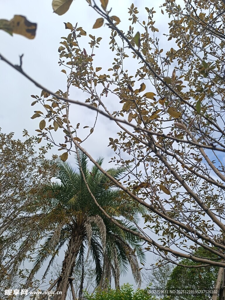 仰视枝叶繁茂的树木