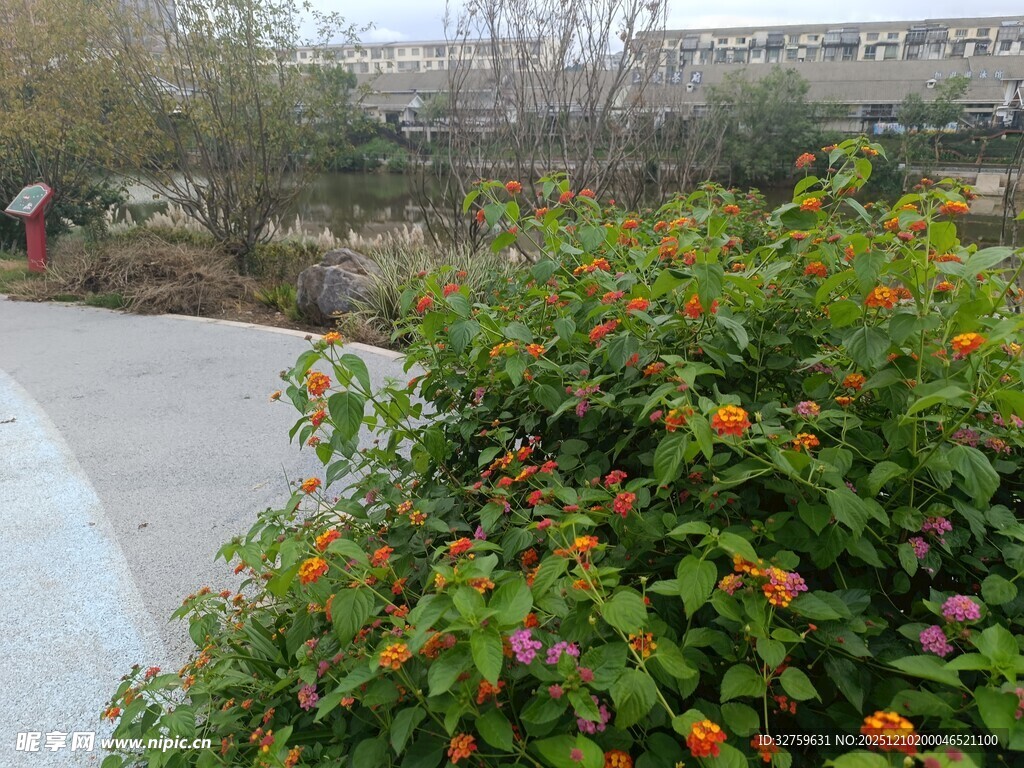 路边多彩花卉绽放