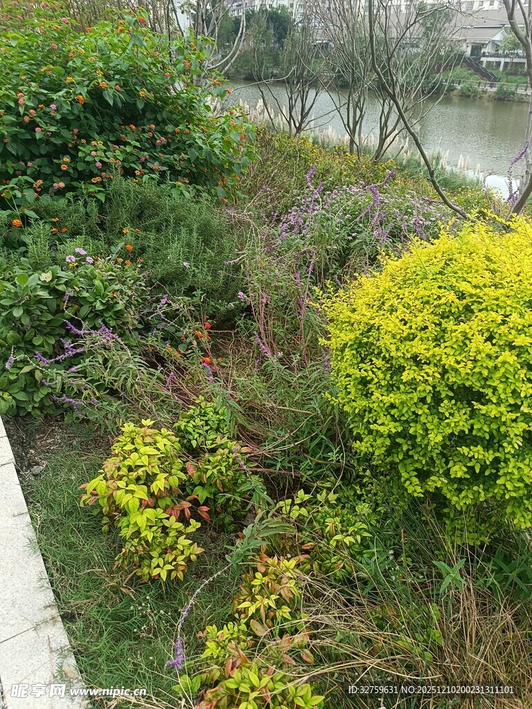 路边多彩绿植景观