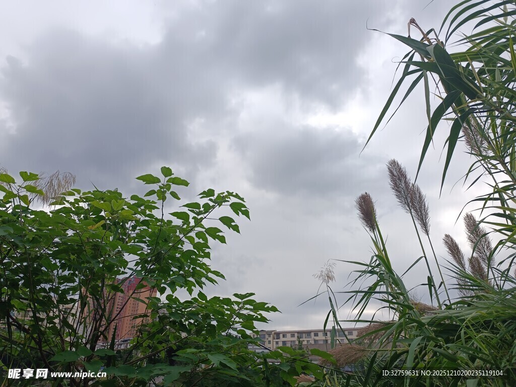 阴天中的绿植景观