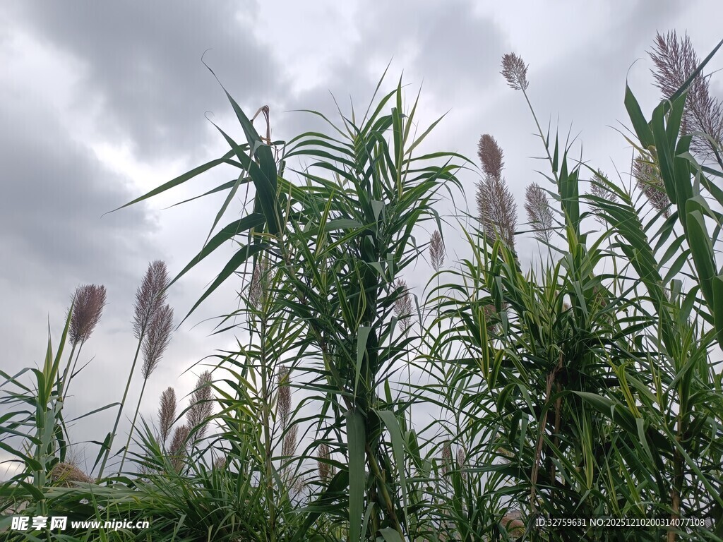 风中摇曳的芦苇