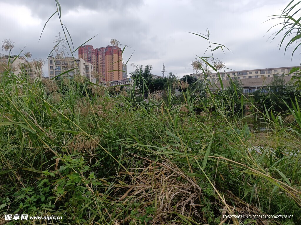 城市中荒废草地景象