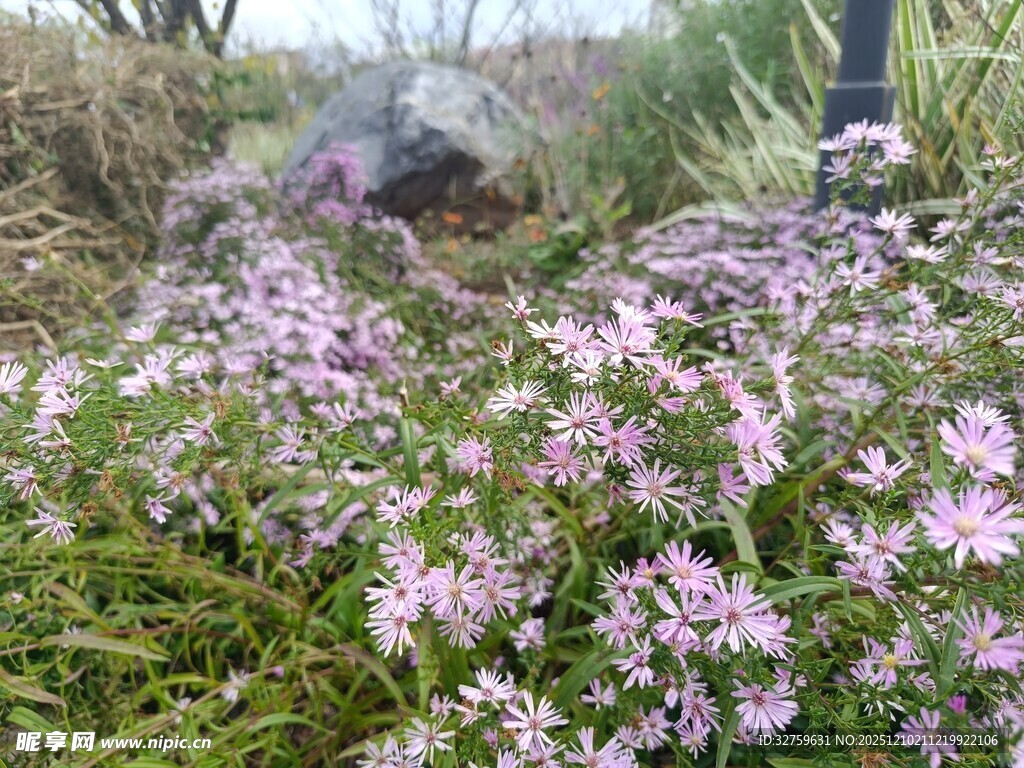 烂漫粉花绽放于绿野间