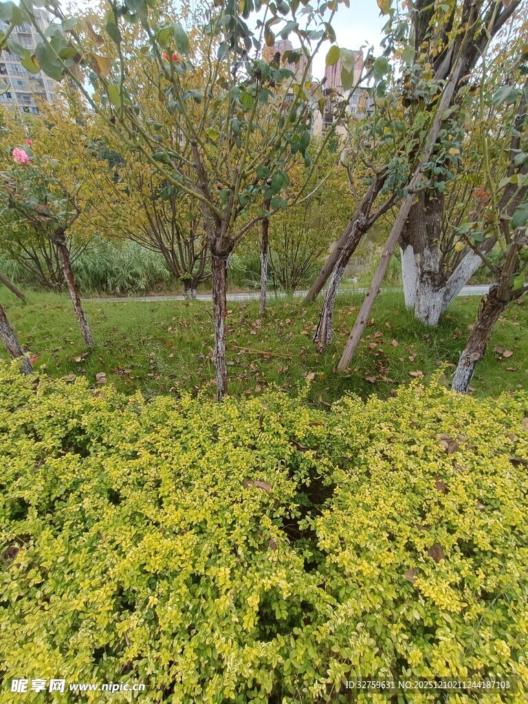 秋日园林绿植景观