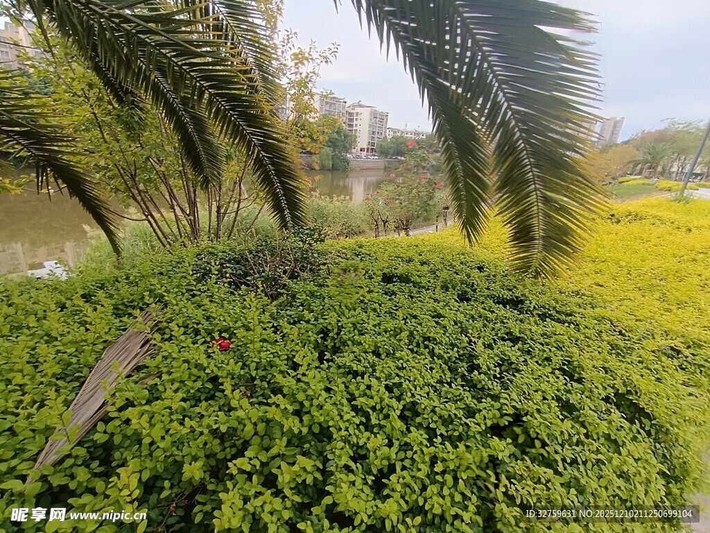 绿意盎然的植物景观