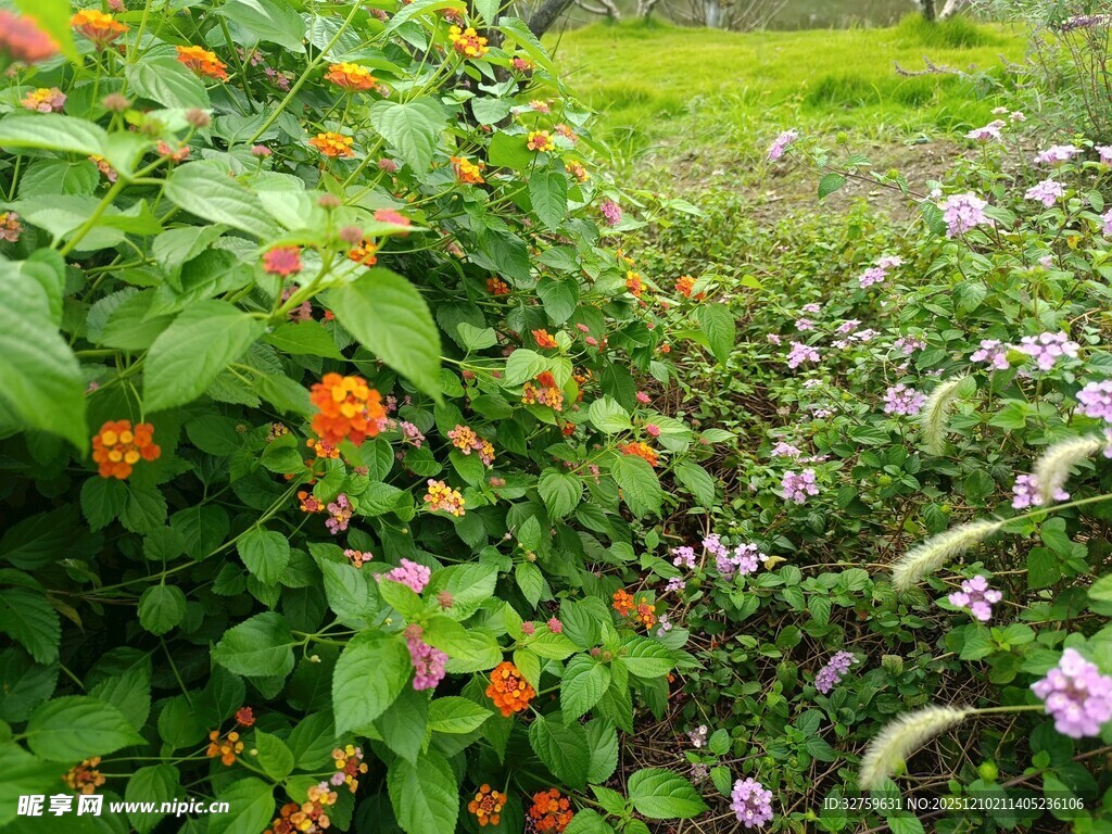 多彩花卉装点的繁茂花园