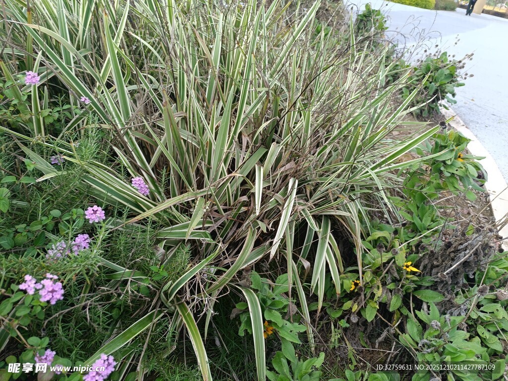 花园中的绿植与紫色小花