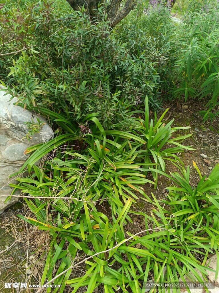 绿意盎然的庭院植物景观