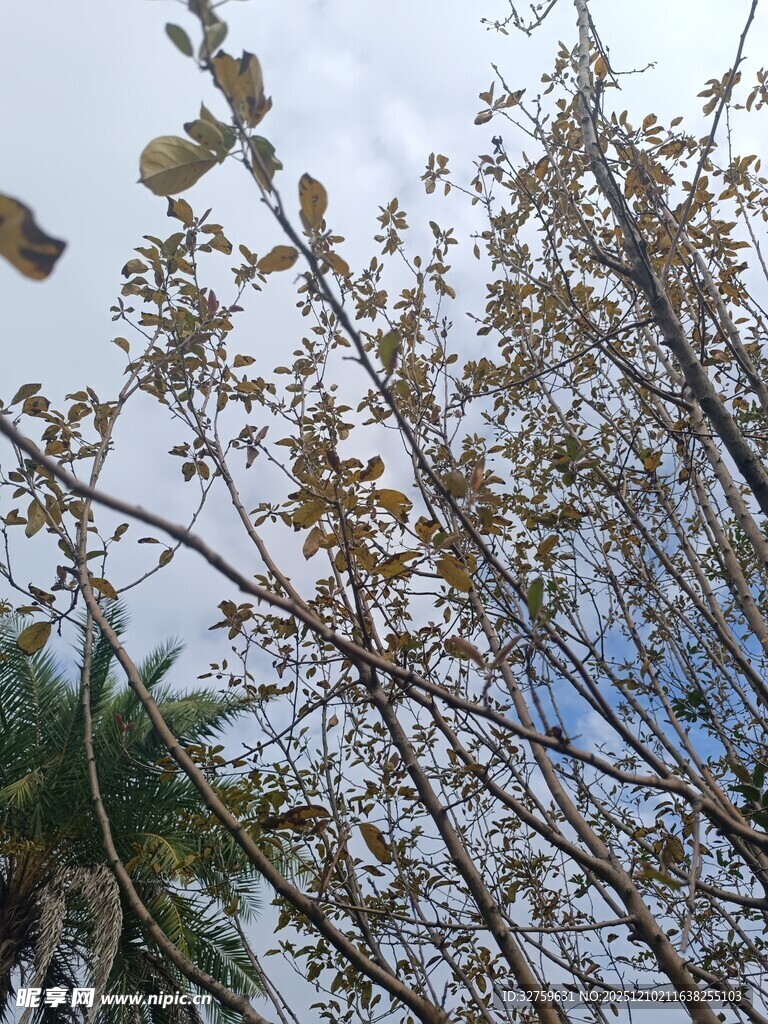 枝头秋叶与飞鸟景象