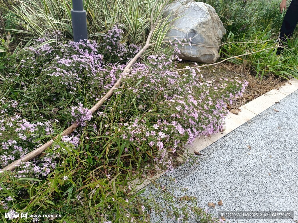 路边的繁茂花草景观