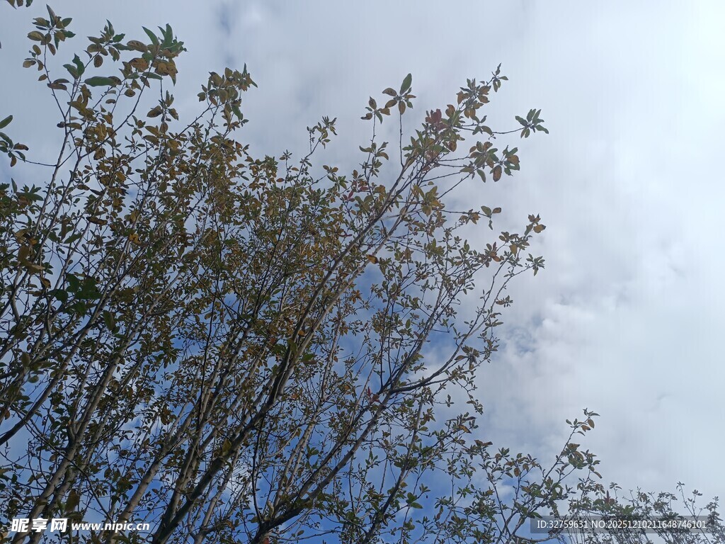 蓝天映衬下的繁茂树枝