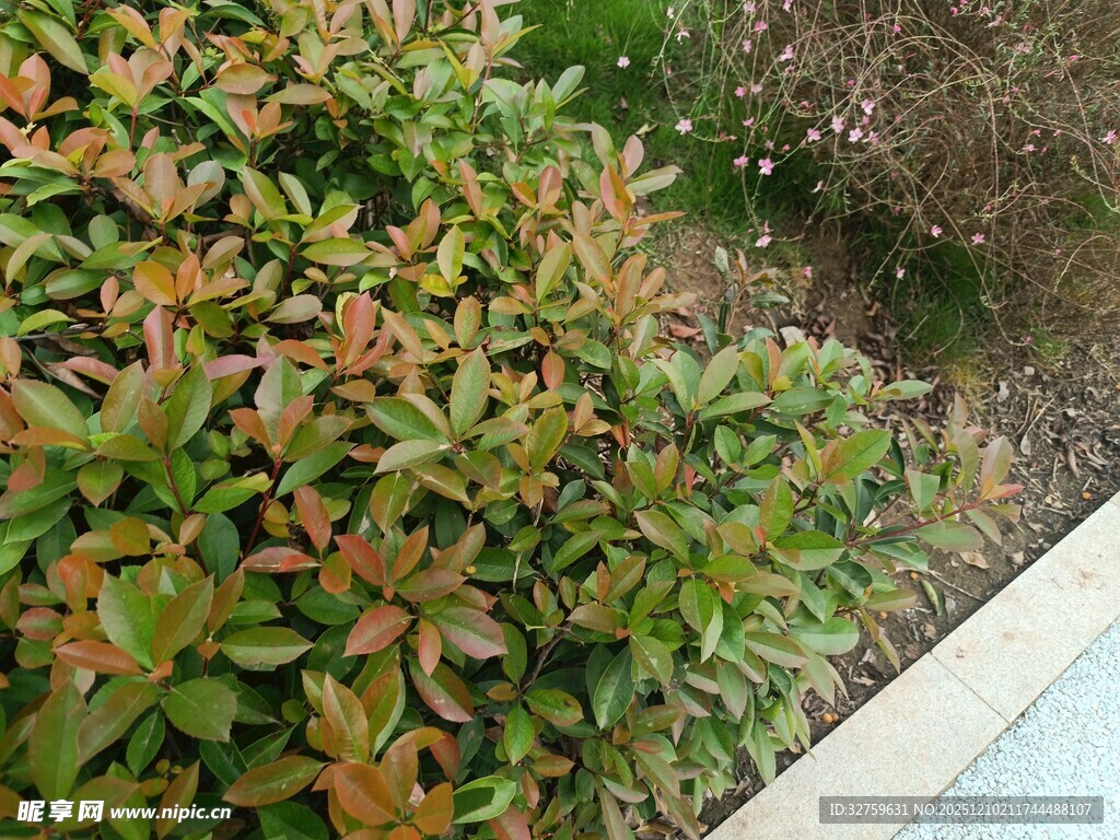 多彩灌木植物景观