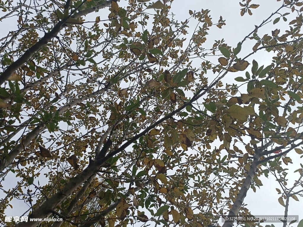 仰视视角下的繁茂树枝