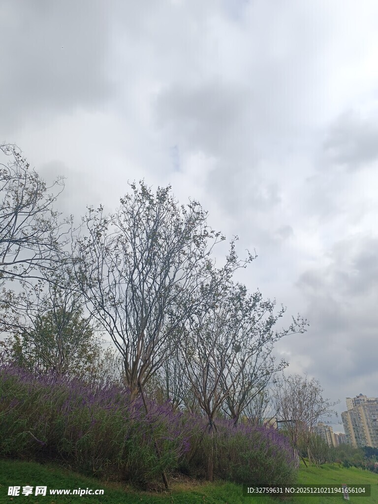 阴天中的花木景观