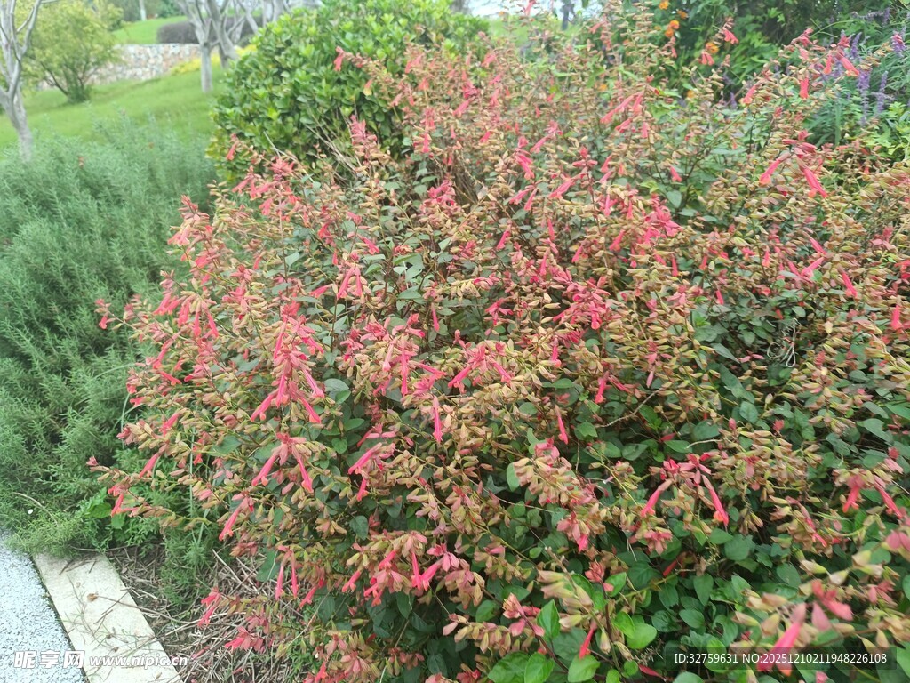 红叶灌木景观