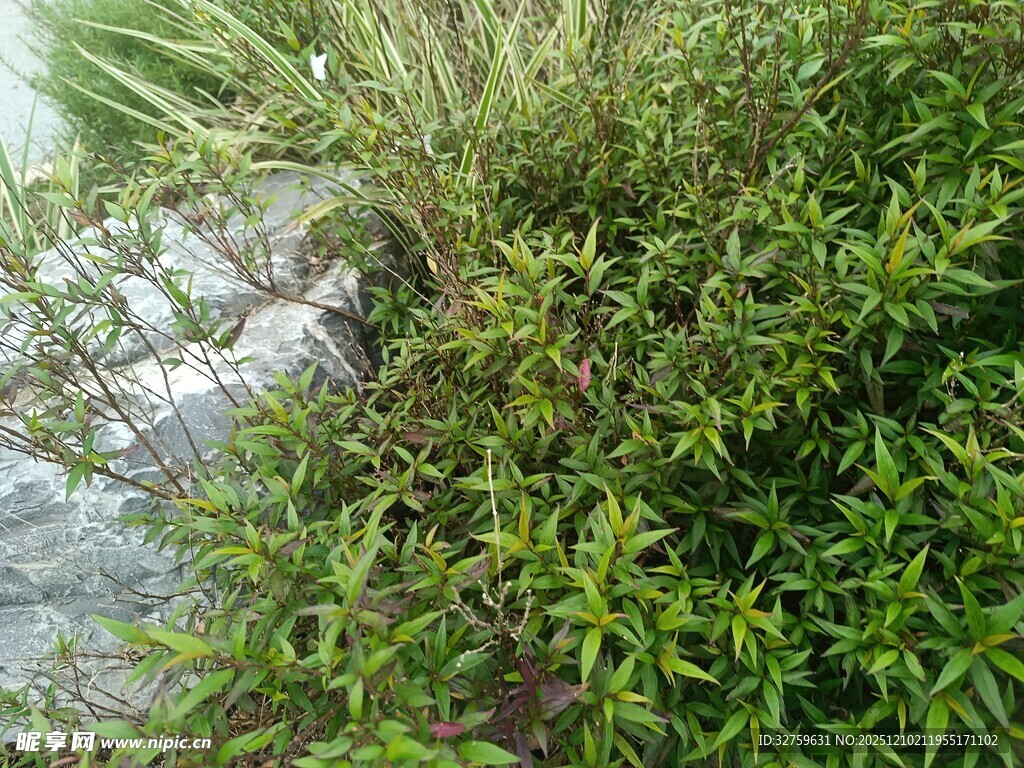 水边繁茂绿植景观