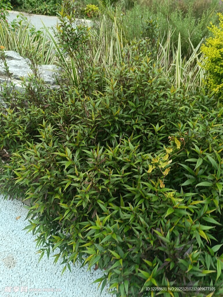 水边繁茂绿植景观