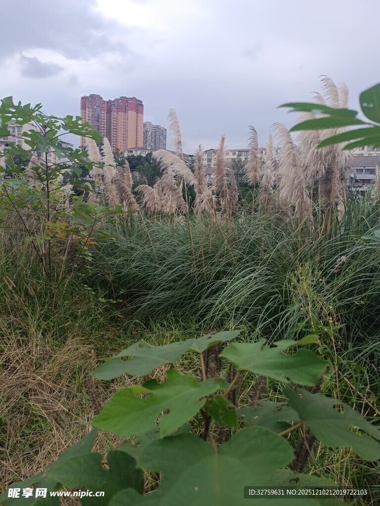 城市边的野生植物景观