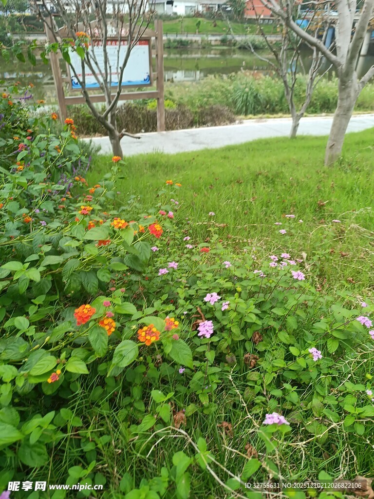 花园小径旁的缤纷花卉