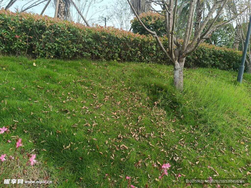 春日草地与树木景观