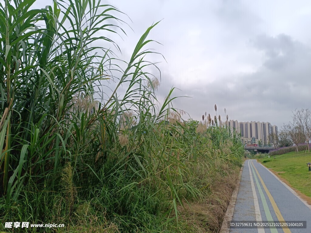 路边葱郁草木与彩色步道