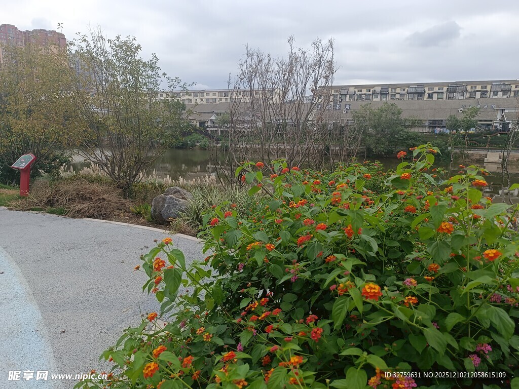 路边绽放的多彩花卉