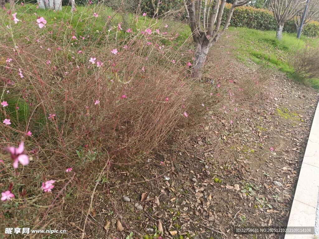 路边盛放的粉色小花