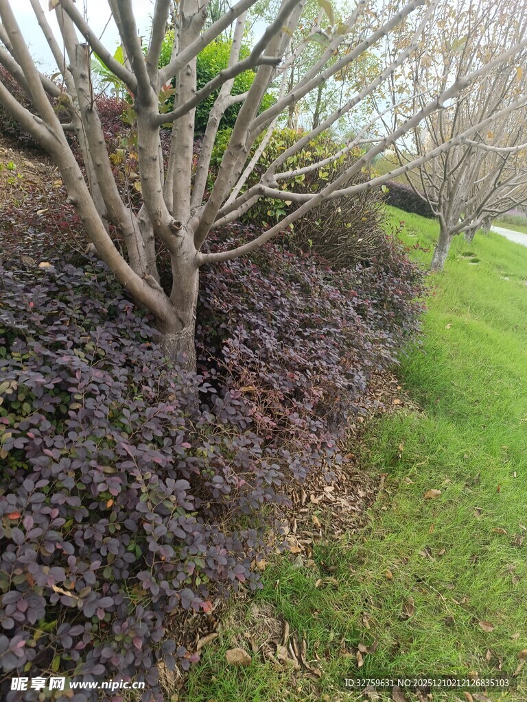路边绿植景观