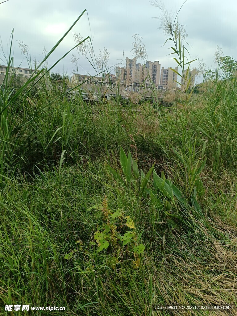 城郊野地绿植景观