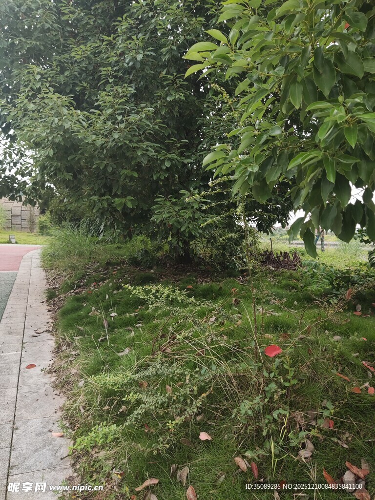 林间石板小径绿意盎然