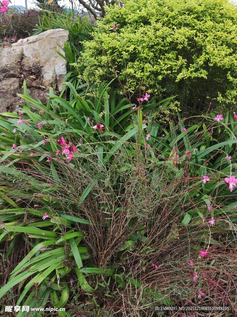 花园中的多彩花卉绿植