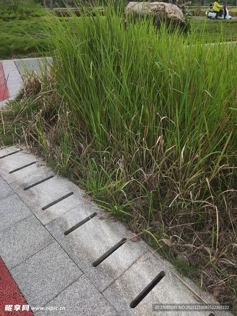 路边茂盛的绿色草丛