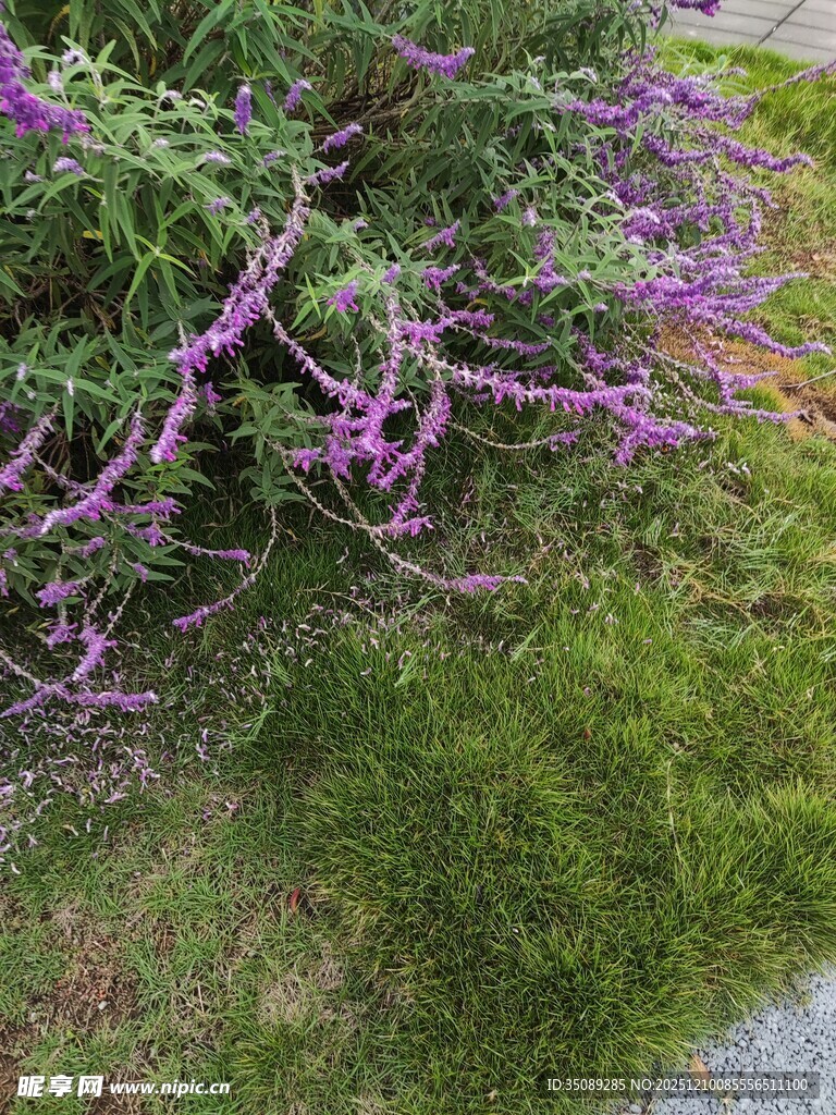 紫色花卉与翠绿草地景观