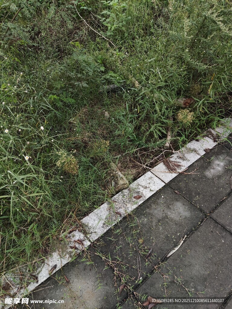路边生长的绿色植物