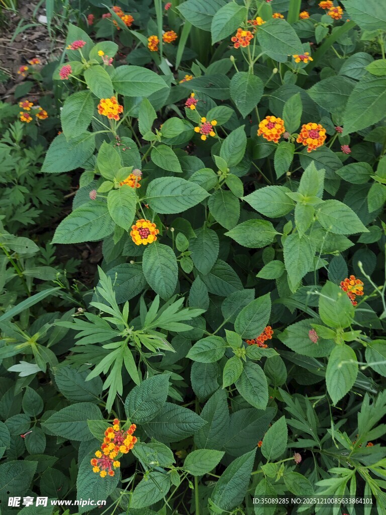 绿叶丛中的橙色小花