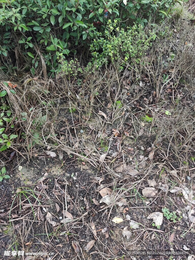 野外杂草丛生的地面场景