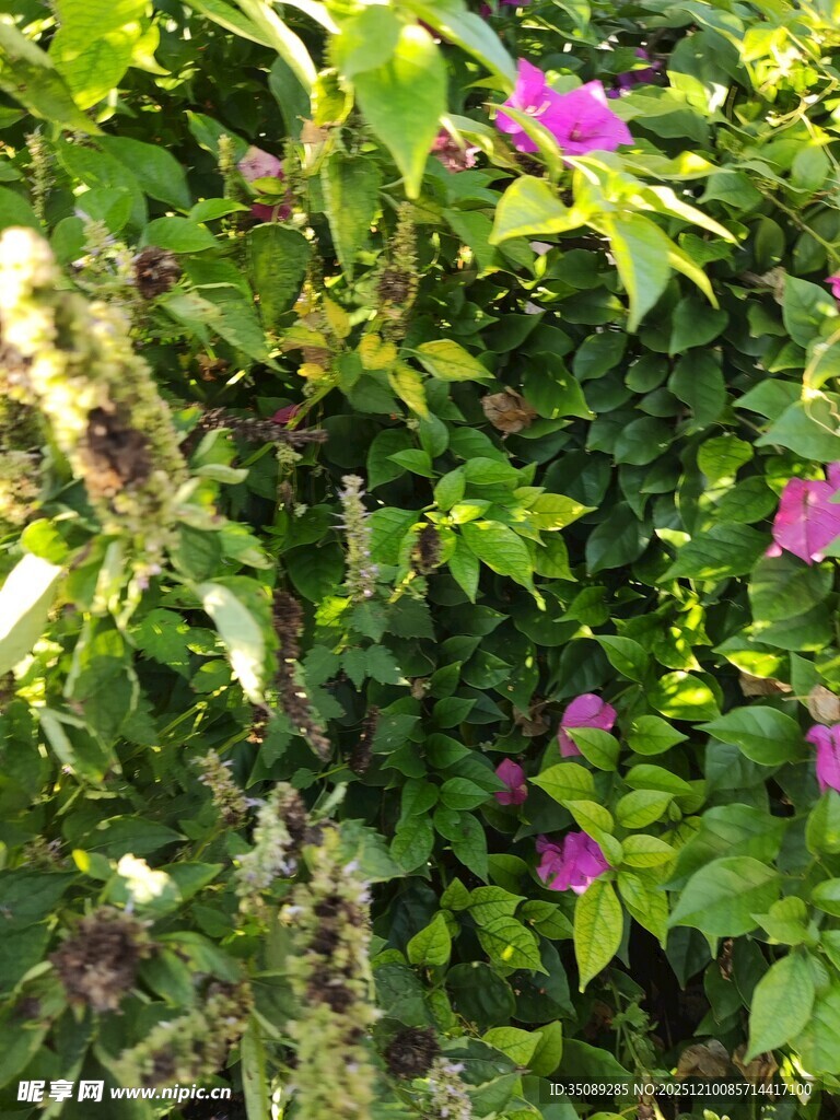 阳光下的繁茂紫色花卉