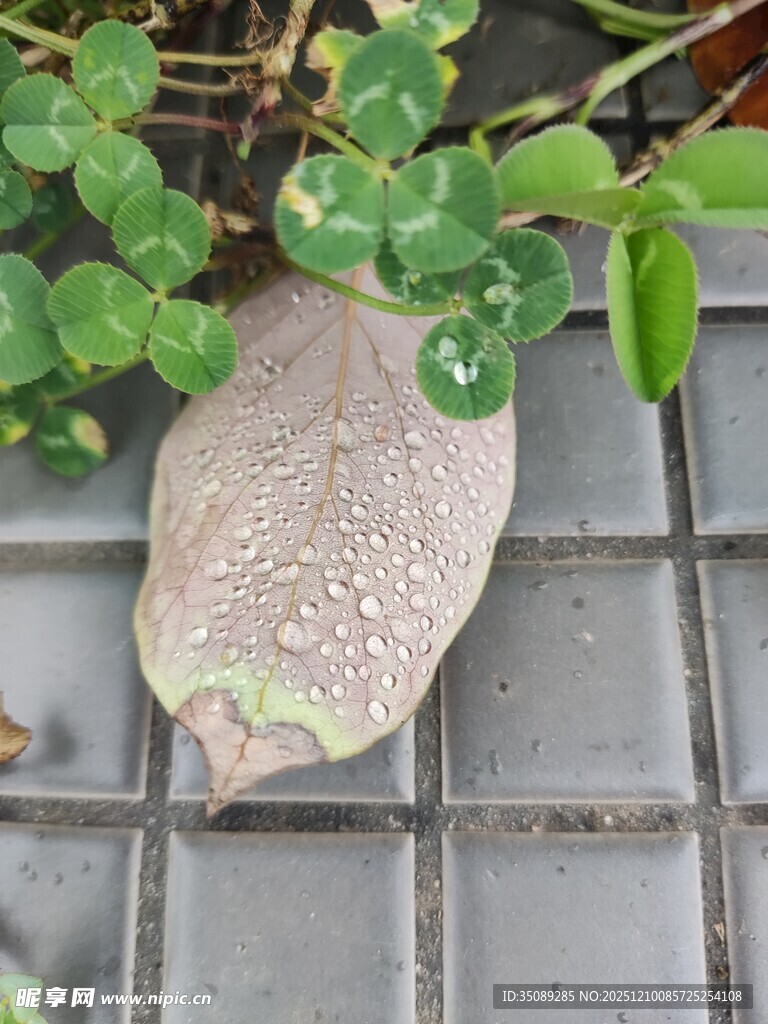 带水珠枯叶与绿植对比