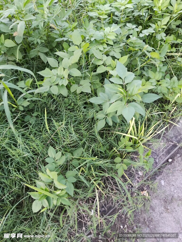 路边生长的绿色植物