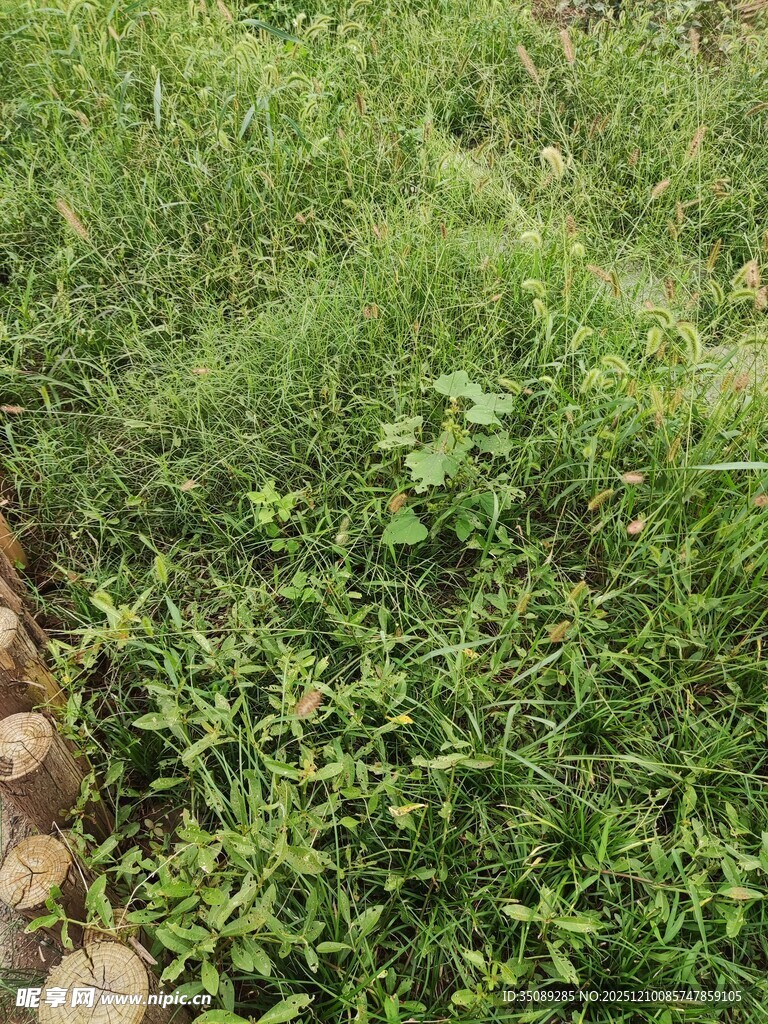 绿意盎然的草地场景