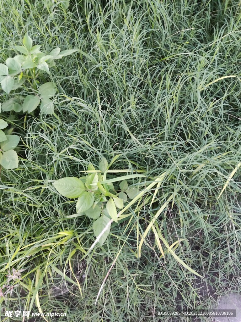 嫩绿草丛中的清新植物