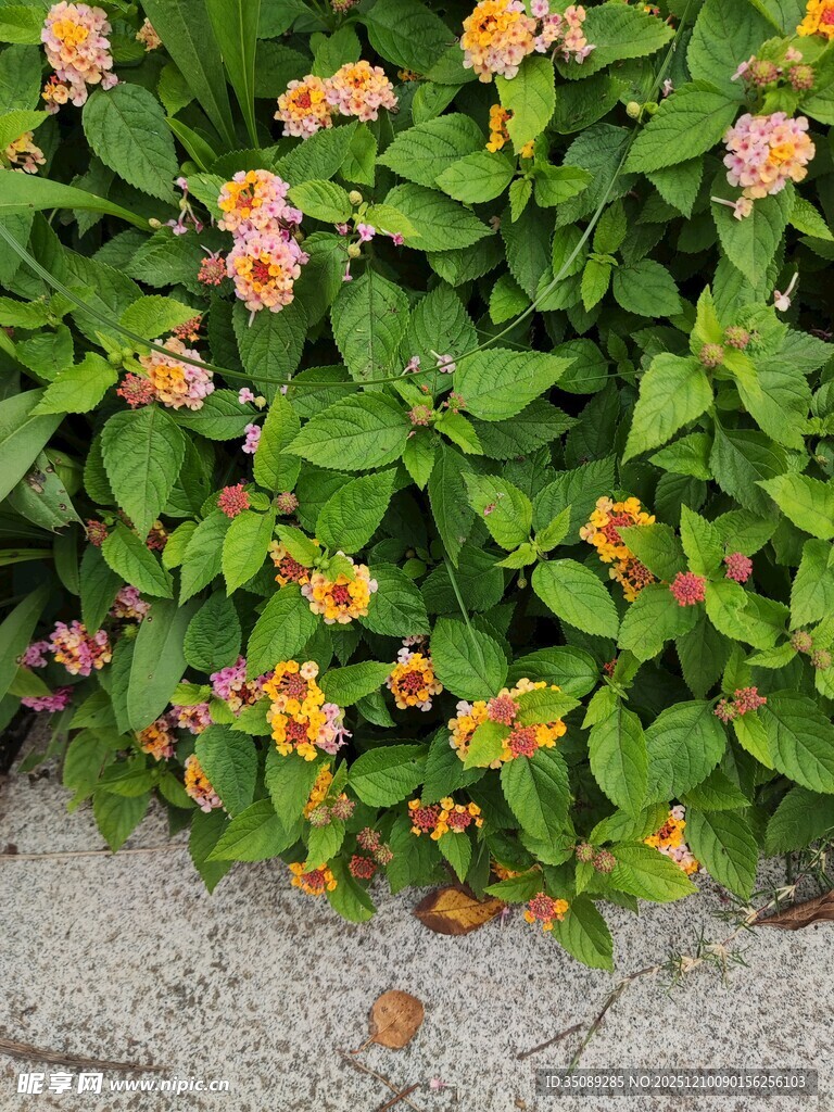 墙边多彩小花绽放