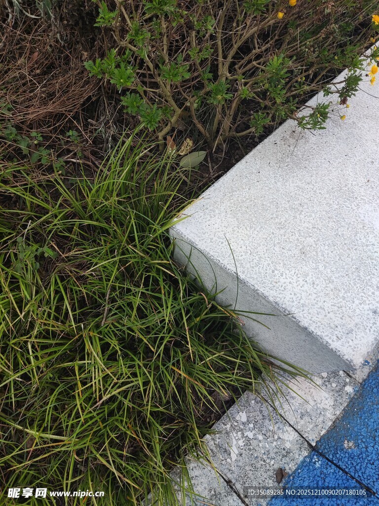 草丛中的白色块状物