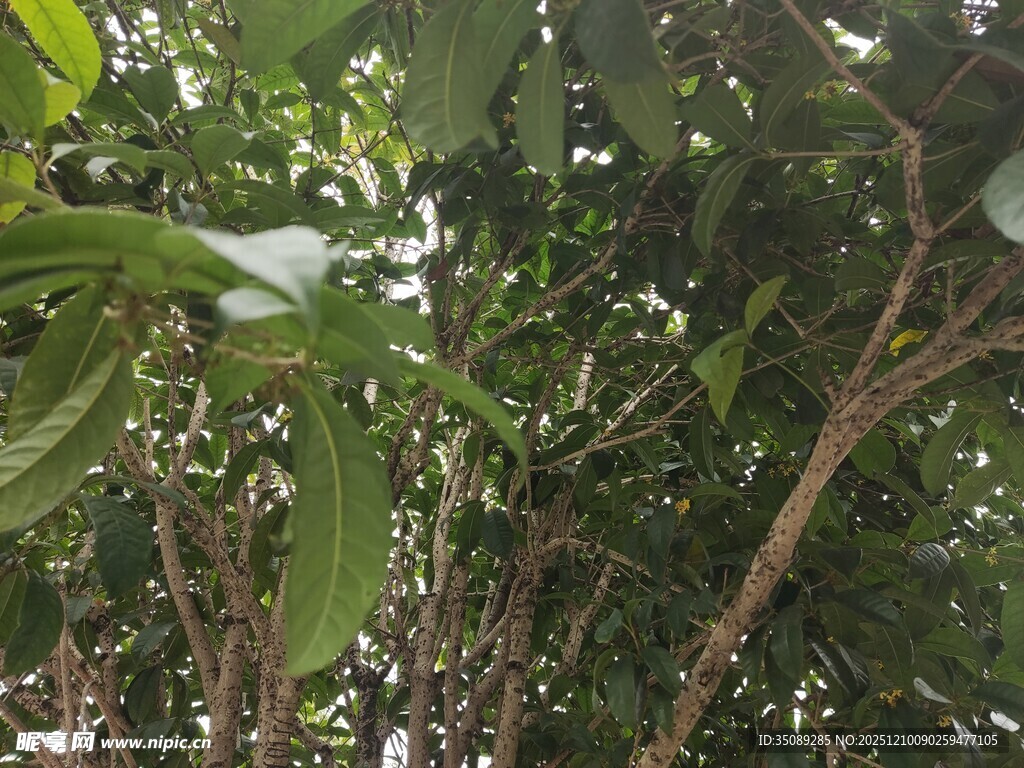 繁茂枝叶的树木景象