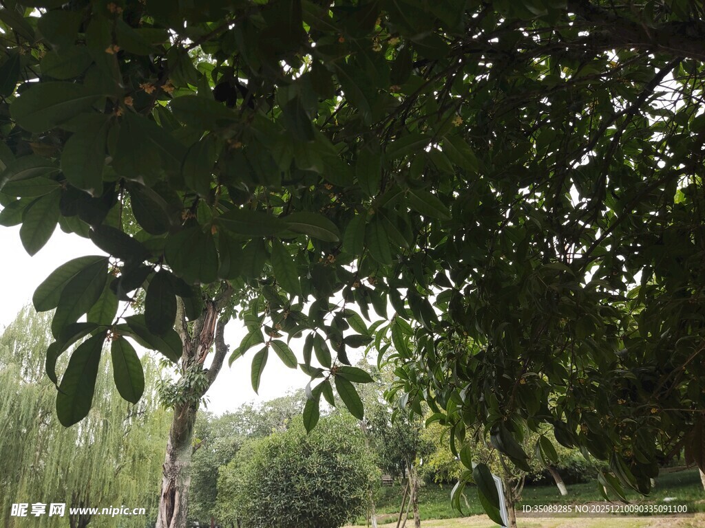 绿荫下的户外自然景致